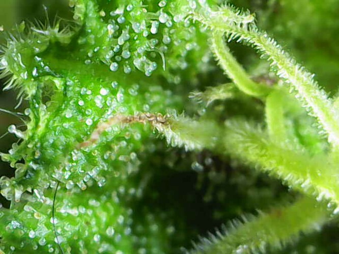 Growreport Bild 7