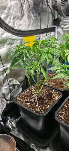 Growreport Bild 5