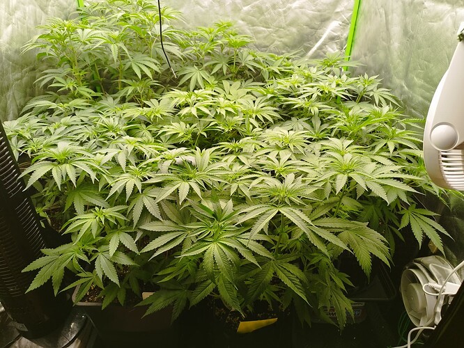 Mehrere junge Cannabispflanzen in einem Zelt, die sich in der Wachstumsphase befinden.