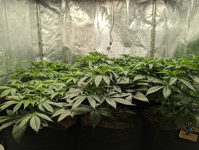 Growreport Bild 5