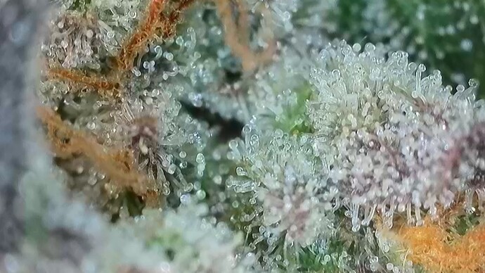 Growreport Bild 62