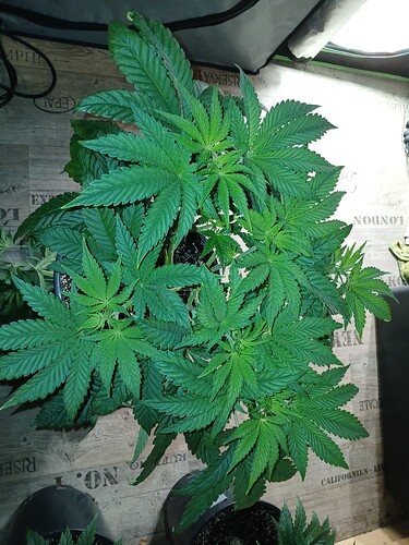 Growreport Bild 28