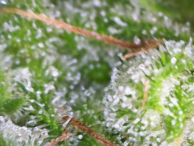 Growreport Bild 90