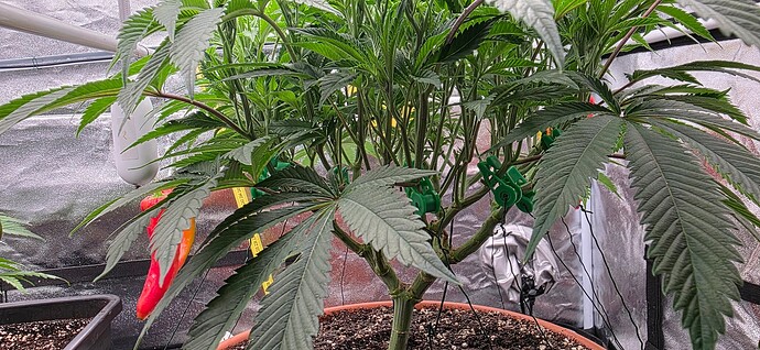 Growreport Bild 3