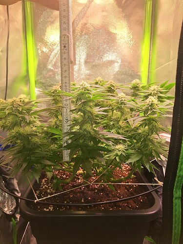 Growreport Bild 2