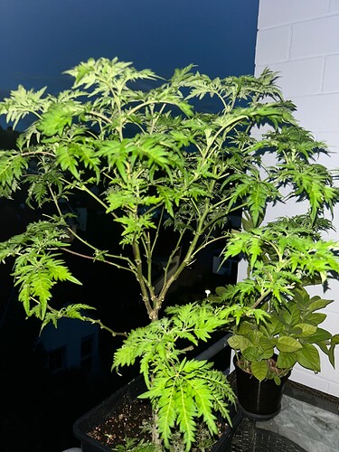 Growreport Bild 35