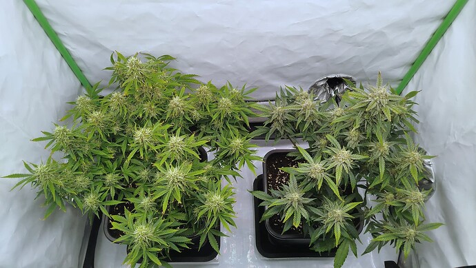 Zwei Cannabis-Pflanzen in einem Growzelt, links Bruce Banner und rechts Mandarine XL, beide in der Blütephase.