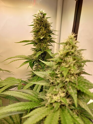 Growreport Bild 6
