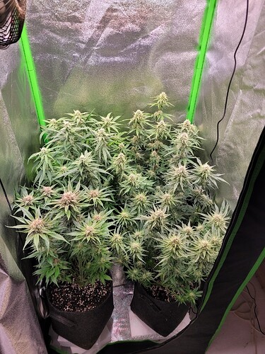 Growreport Bild 18