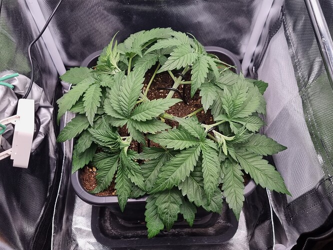 Growreport Bild 3