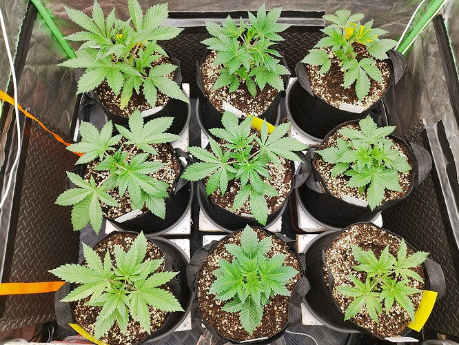 Sechs junge Cannabispflanzen in Stofftöpfen, die sich in der Wachstumsphase befinden.