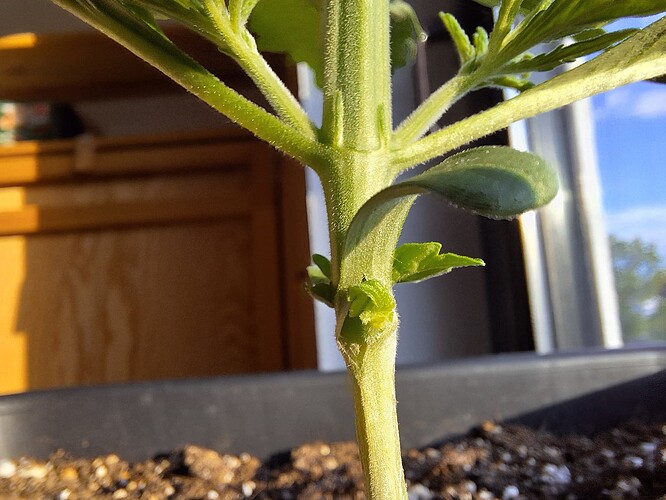 Growreport Bild 8
