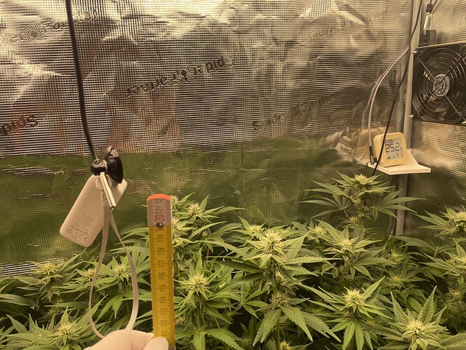 Mehrere blühende Cannabispflanzen in einem Zelt, gemessen mit einem Maßband. Eine digitale Anzeige zeigt 25,2 Grad Celsius und 15% Luftfeuchtigkeit an.