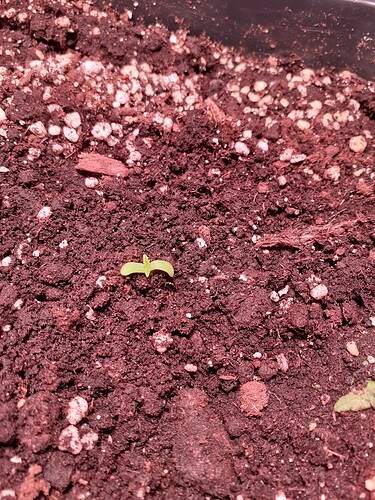 Growreport Bild 57