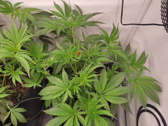 Growreport Bild 33