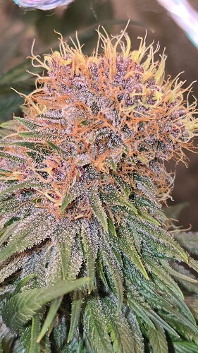 Growreport Bild 3