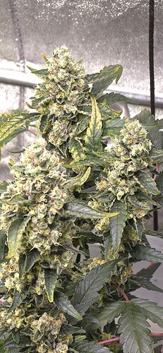 Growreport Bild 7
