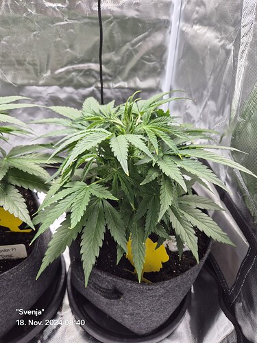 Growreport Bild 3