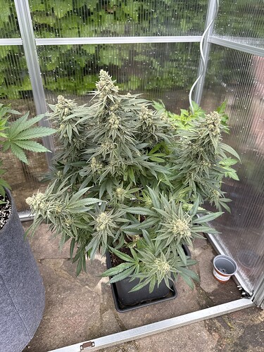 Growreport Bild 13