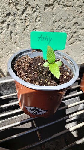 Growreport Bild 37