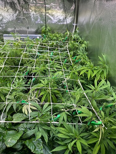 Growreport Bild 59