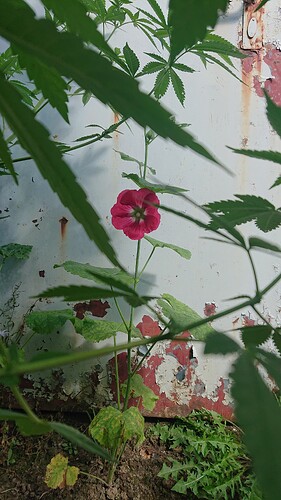 stockrose