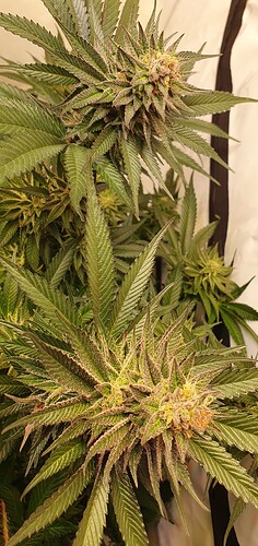 Growreport Bild 6