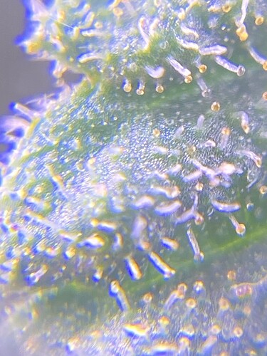 Growreport Bild 13