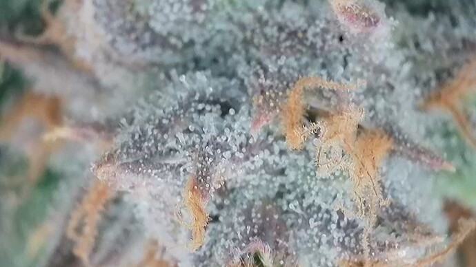 Growreport Bild 8