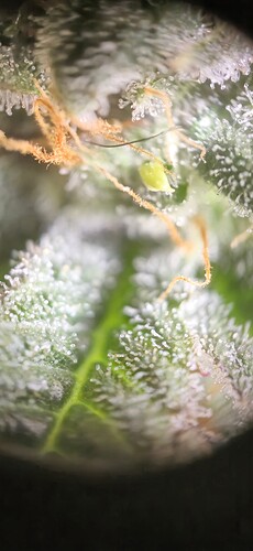 Growreport Bild 1