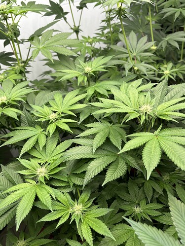 Growreport Bild 29