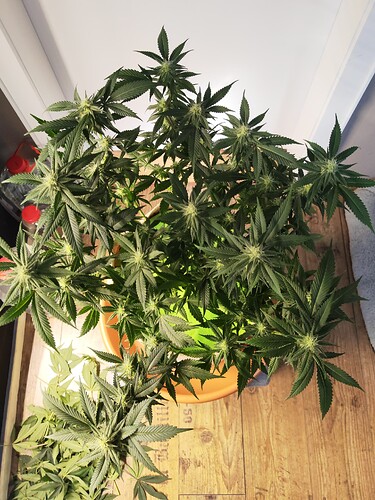 Growreport Bild 3