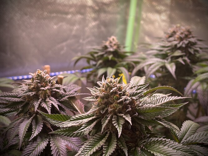 Growreport Bild 6