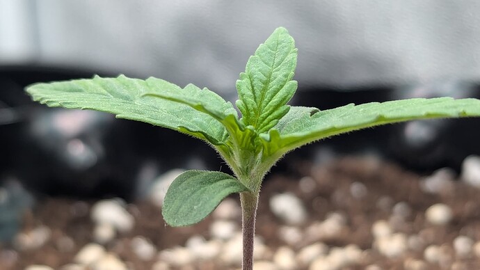 PXL_20240704_083445613