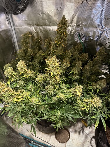 Growreport Bild 29