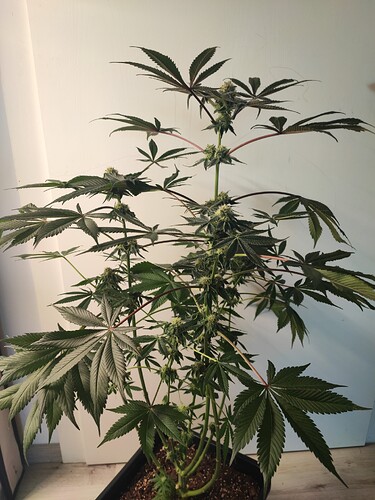 Growreport Bild 12