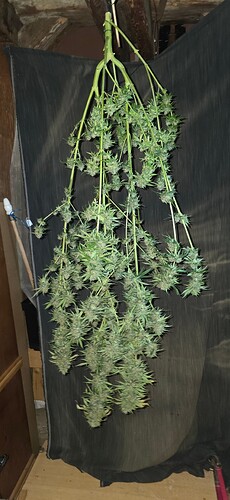 Growreport Bild 81