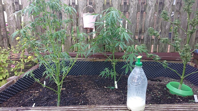 Growreport Bild 37