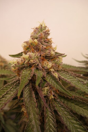 Growreport Bild 4