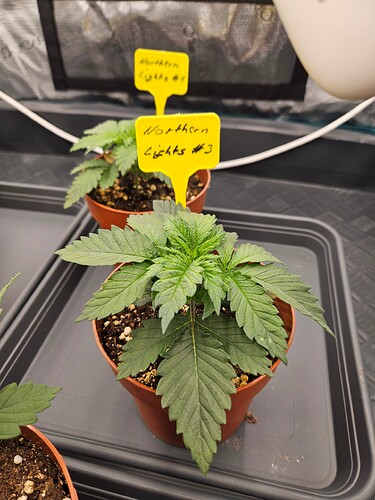 Growreport Bild 38