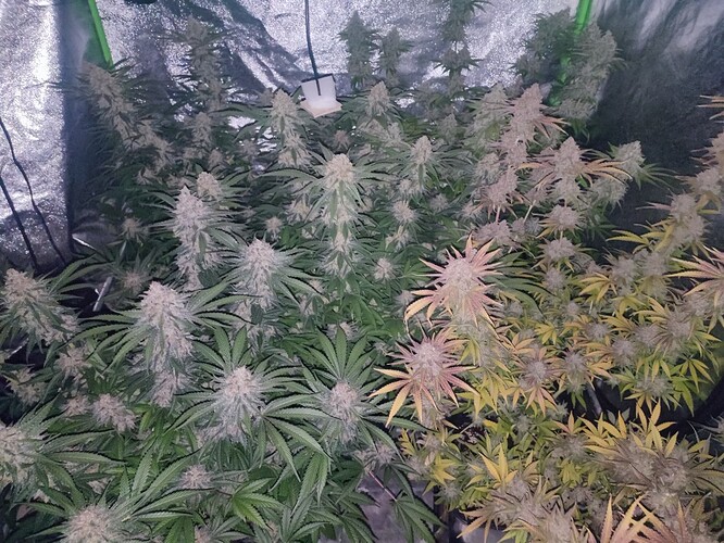 Growreport Bild 50