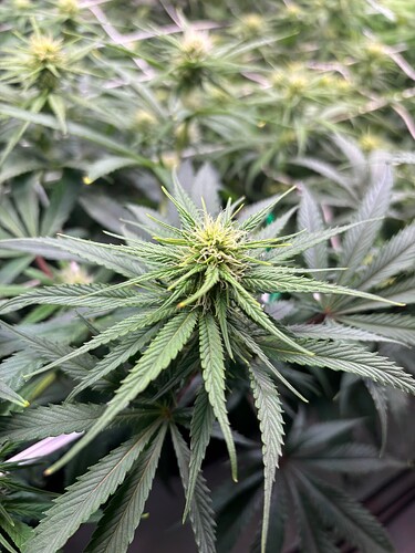 Growreport Bild 6