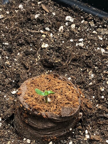 Growreport Bild 2