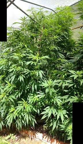 Grow25_0904-5_14