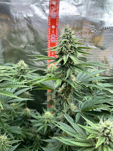 Nahaufnahme einer blühenden Cannabispflanze in einem Growzelt mit einem Messstab im Hintergrund.