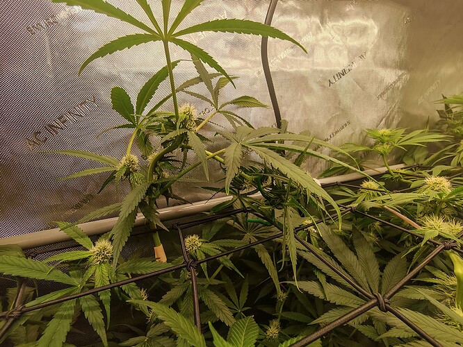 Growreport Bild 6