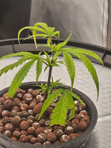 Growreport Bild 35
