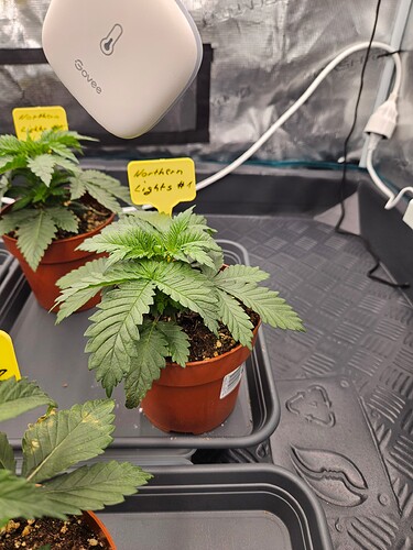 Growreport Bild 2