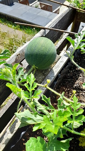 Growreport Bild 29