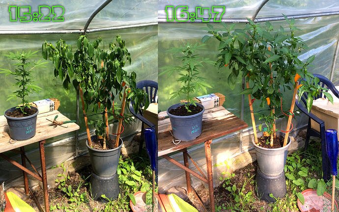 Grow26070826